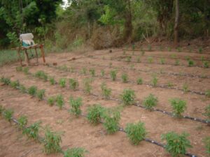 Chilli crops irrigated with drip system at Kurundamkulama, Anuradhapura