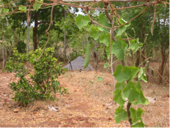  Yala 2004 Cultivation