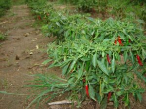 Chilli crops