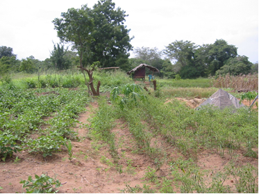 Maha 2003 Cultivated land