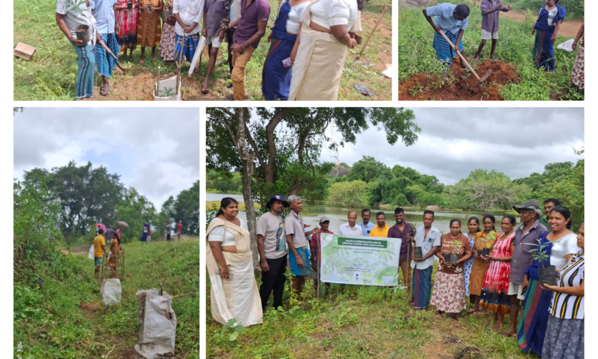 Communities Come Together to Enhance the Halmillawewa Tank Ecosystem